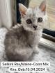 4 zuckersüße Selkirk Rex/ Main-Coon Mix Kitten