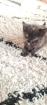 Katzenbabys Kitten abzugeben