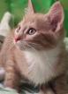 Verschmuste sehr anhängliche Main Coon Mix Babys
