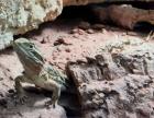 1. 0 Pogona henrylawsoni zu verschenken