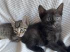 Katzen Babys abzugeben