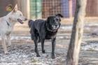 Brit. Hundebub sucht ein tolles liebvolles Zuhause