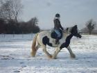 6-7 Jähriger Tinker Stute Hengst und Wallach mit Pass und Papier