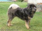 Tibet Dogge Do Khyi Welpen mit Stammbaum FCI - Herbstlich Deckung