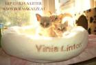 Burmakatze