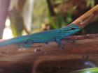 1. 0 Lygodactylus williamsi Himmelblauer-Zwergtaggecko Männchen