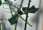 Annam Stabschrecke Medauroidea extradentata