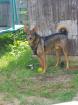 Shako ist ein lieber Kerl ein toller Familienhund