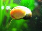Aquarium Rreinigung Schnecken BILLIG
