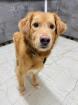 Barnaby ist ein wirklich toller liebevoller und verträglicher Hund
