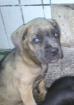 Cane corso welpen mit papieren