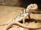 Verkaufe Halsbandleguanbabys C. c. Collaris
