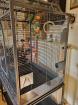 Vogelkäfig zu verkaufen Montana Cages Madeira III