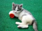 14-Wochen altes weibliches Kitten