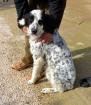 Roxanna - Setter -Mix-Dame solche Juwelen findet man in Griechenland an Schnell