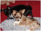 Chihuahua Welpen 2 Hündin LH und KH