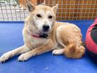 Sanyu - Shiba-Inu Mix - schüchtern lieb