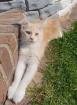 Liebevolle Maine coon mit Stammbaum