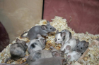 Futtertiere aus meiner Farbmauszucht