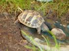 Griechische Landschildkröten Testudo hermanni boettgeri Testudo hermanni herma