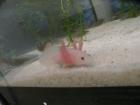 Verkaufe oder tausche Axolotl