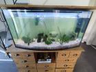 5 Axolotl mit Aquarium