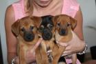 Süsse Zwergpinscher-Chihuahua Welpen