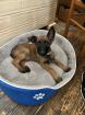Malinois Belgischer Schäfer Welpe 12 Wochen alt
