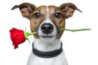 VERMARKTUNG MIT HERZ von www. wohnen-mit-hund. com