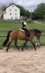 Reitpony Mix Wallach 3 jährig 1 45 m Freizeit Western Dressur