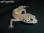 0 1 Hypo Snow Leopardgecko