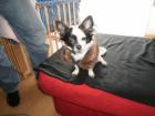 Biete meinen chihuahuarüden für schöne stunden zu zweit