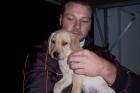 Labrador-Welpe in blond vom Züchter gechipt mit Ganzjahresimpfung sehr lieb