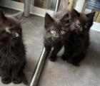 Maine Coon Alter-Moderator Typ mix