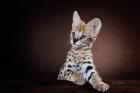 Serval Kitten