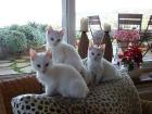 3 süße Katzenkinder suchen ein neues zu Hause