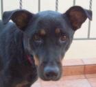 Dimitra . vom Leid einer Hundemutter die selbst nur ein Häufchen Elend ist