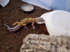 Leopardgecko Weibchen
