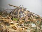 Griech. Landschildkröten Nachzucht 20/21/22