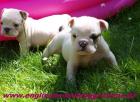 Miniaturbulldoggen Mini English Bulldog Welpen zu vergeben