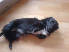 Dackel jackrassel border collie mischling