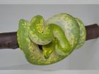 Morelia Viridis HY Biak x Yellow Blue Line ENZ 21 abzugeben.