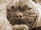 Boxerwelpe
