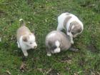 Chihuahua 8 wochen alt Kleinbleibend Superseltene Blaue Augen