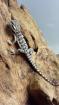 Bartagamen Baby s Pogona vitticeps abzugeben