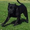 Suche schwarze Pitbull