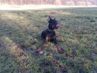 Dobermannhündin kupiert 1 jahr alt abzugeben