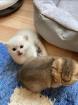 BKH Kitten Mit Stammbaum
