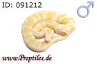 Python regius/Königspython ENZ 2022 abzugeben Albino Mojave.