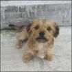 Welpe Rico sucht zu Hause Tierschutzhunde